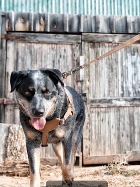 CARHARTT 70” logo dog leash